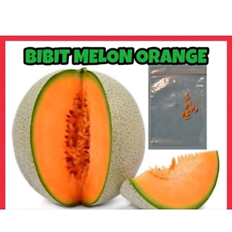 Bibit Melon Orange isi 20 biji melon hijau