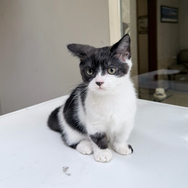 kucing Munchkin