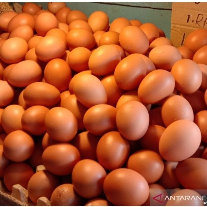 Telur puyuh plastik Telur horn telur omega ayam kampung kemasan mika murah