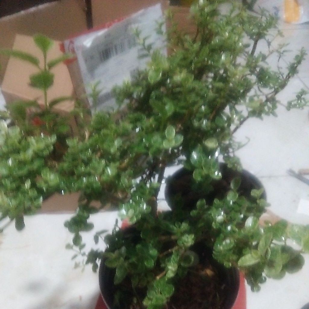 bahan bonsai rimbun Sancang VARIEGATA