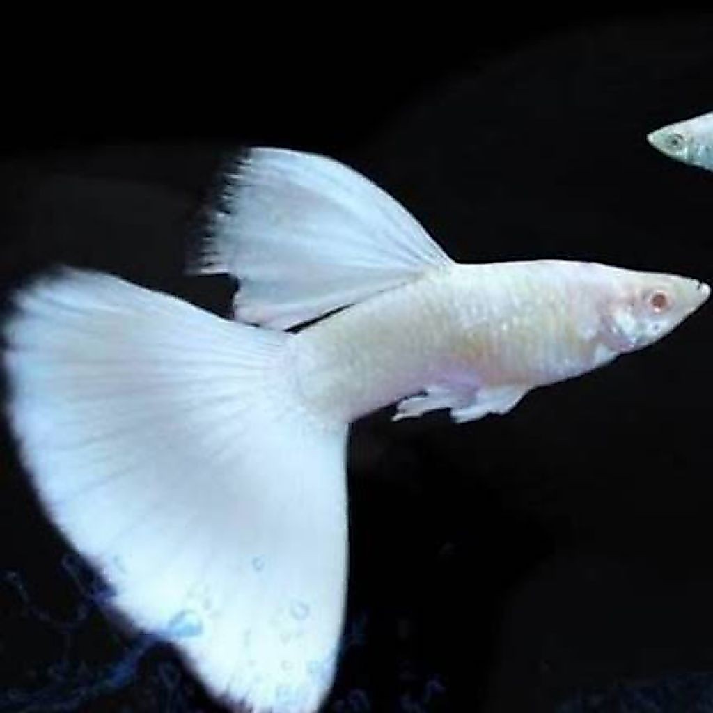 Guppy Albino Full Platinum