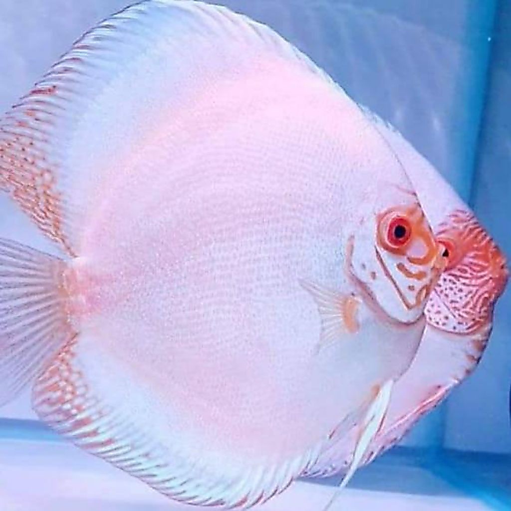 white butterfly discus hiasan aquarium discus