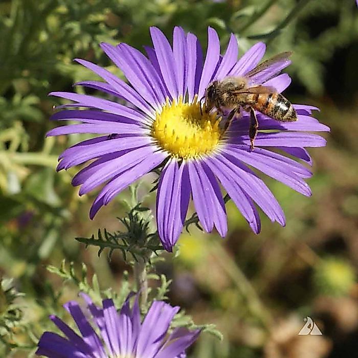 Benih Biji Bunga Hias Aster Prairie Tanacetifolia Purple Aster - Isi 50 Biji