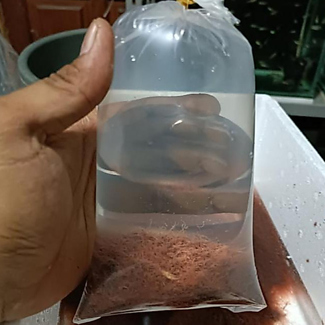 Cacing Sutra Casut Cacing Halus Pakan Ikan Hias Cacing Sutera hidup segar pakan guppy cupang Guppy M