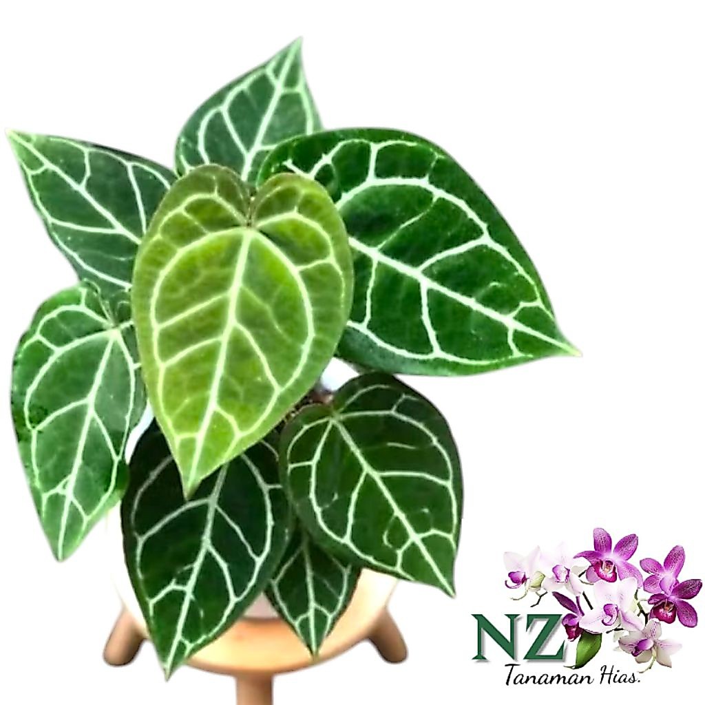 Kuping gajah daun besar tanaman hias hidup/ tanaman hias kuping gajah daun besar