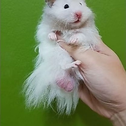 Hamster Syrian Long Hair