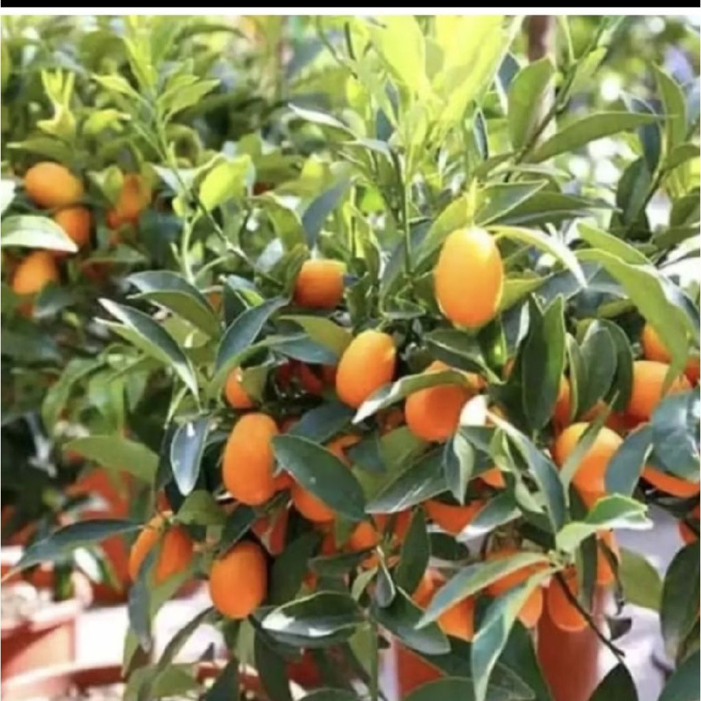 Pohon Buah Jeruk Nagami/ Tanaman Buah Jeruk Nagami Okulasi