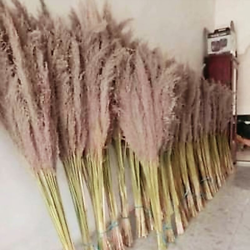 pampas bulu pampas kering pampas dekorasi rustic