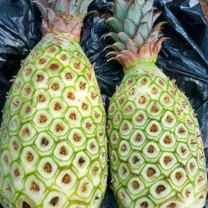 nanas muda merah sudah di kupas 1 pack isi 2 pcs - 2 pcs