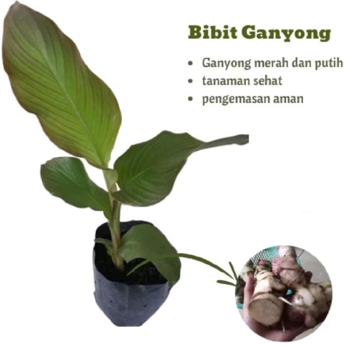 Tanaman Umbi Ganyong Merah Bibit Ubi Ganyong