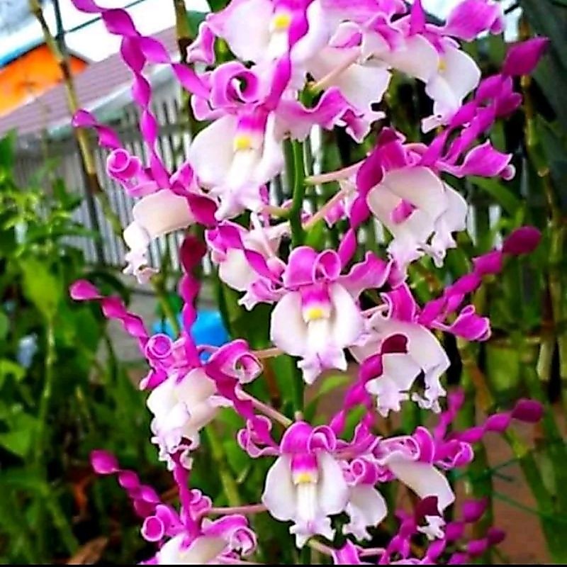 PROMOANGGREK DENDROBIUM KERITING Knop/Spike-SIAP BERBUNGA