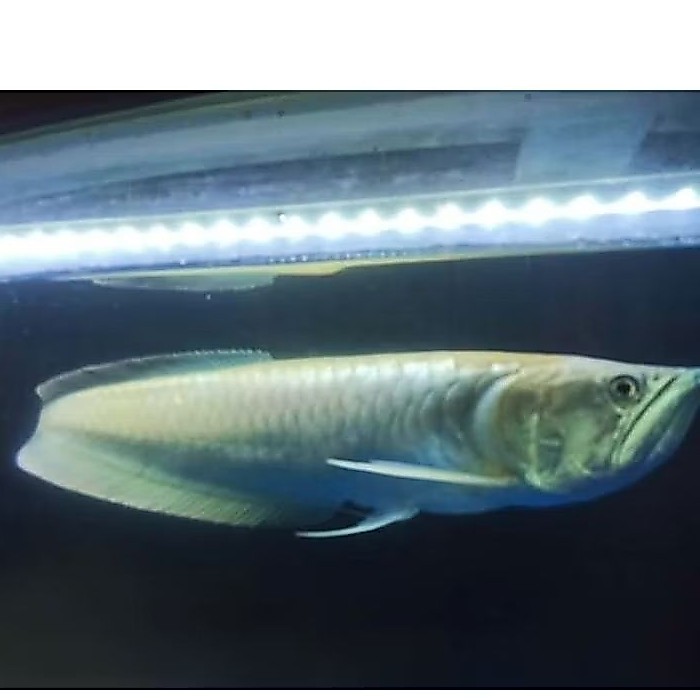 Hiasan Aquarium/Arwana silver 50-60cm