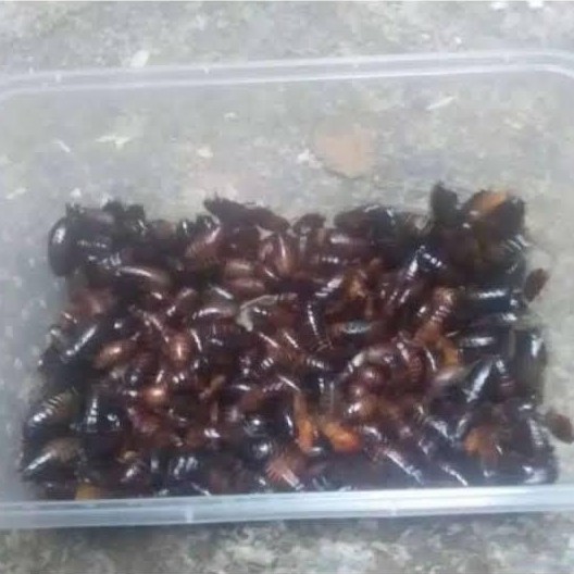 keterlak kecoa batu umpan ( 1kail 1-2ekor kecoa )