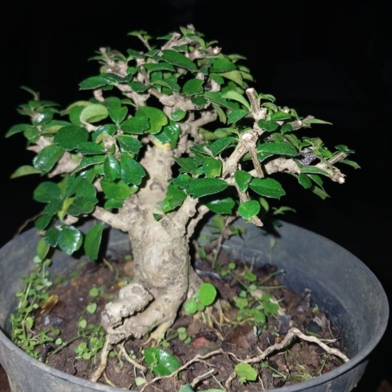 Bonsai Hokiantea Mikro Berbuah Rimbun Siap Pajang Berkarakter
