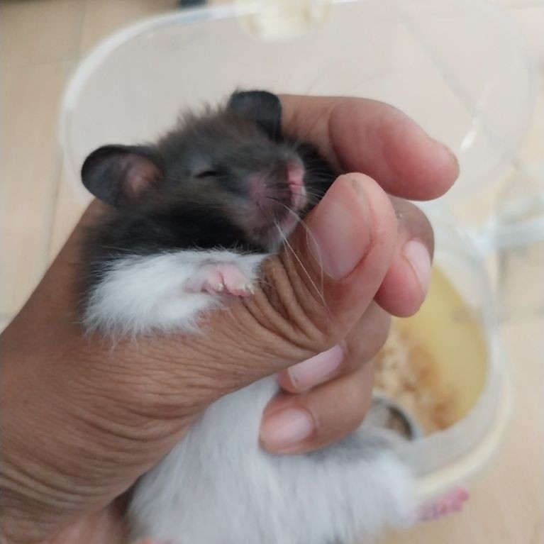 hamster syrian anggora dewasa jantan