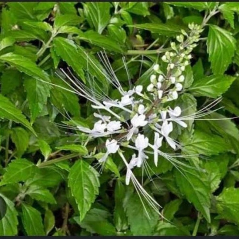 Daun Kumis Kucing Segar - Diuretik, Antiinflamasi, Antibakteri