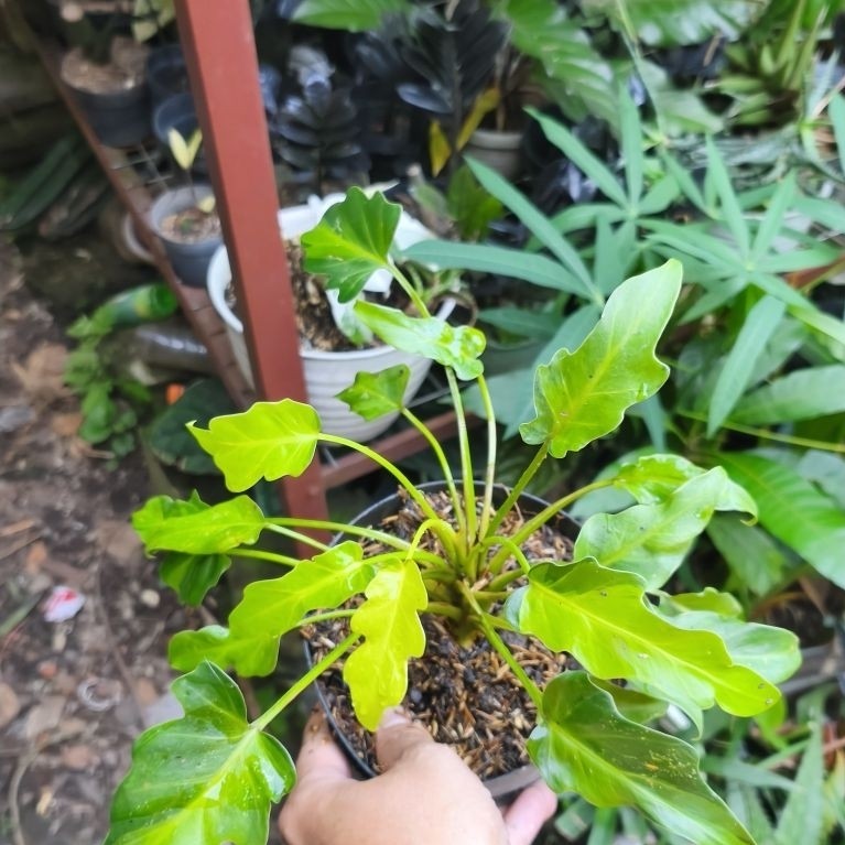philodendron/ thaumatophyllum xanadu dwarf variegata