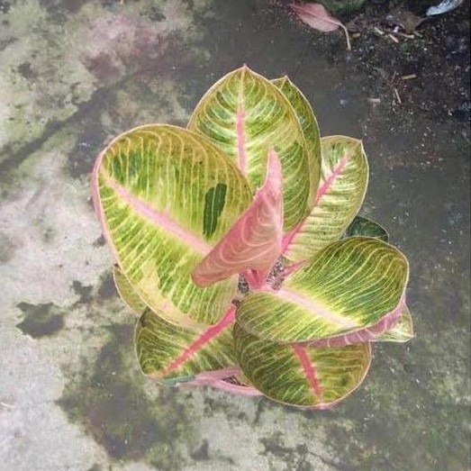 Aglonema goliath anakan ( bibit goliath?) murah