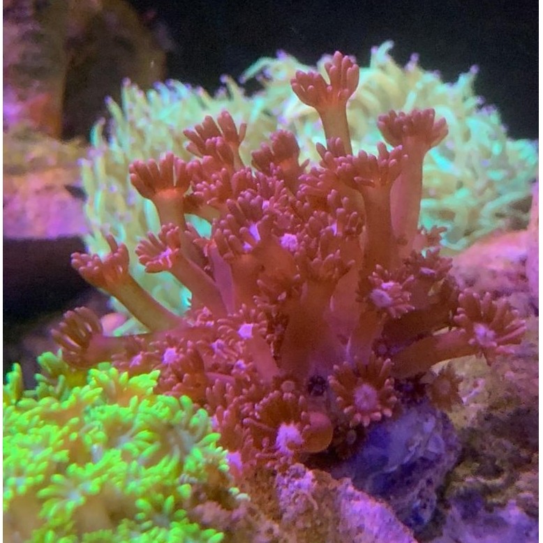 Gonio Merah Bima / Red Goniopora From Bima Island