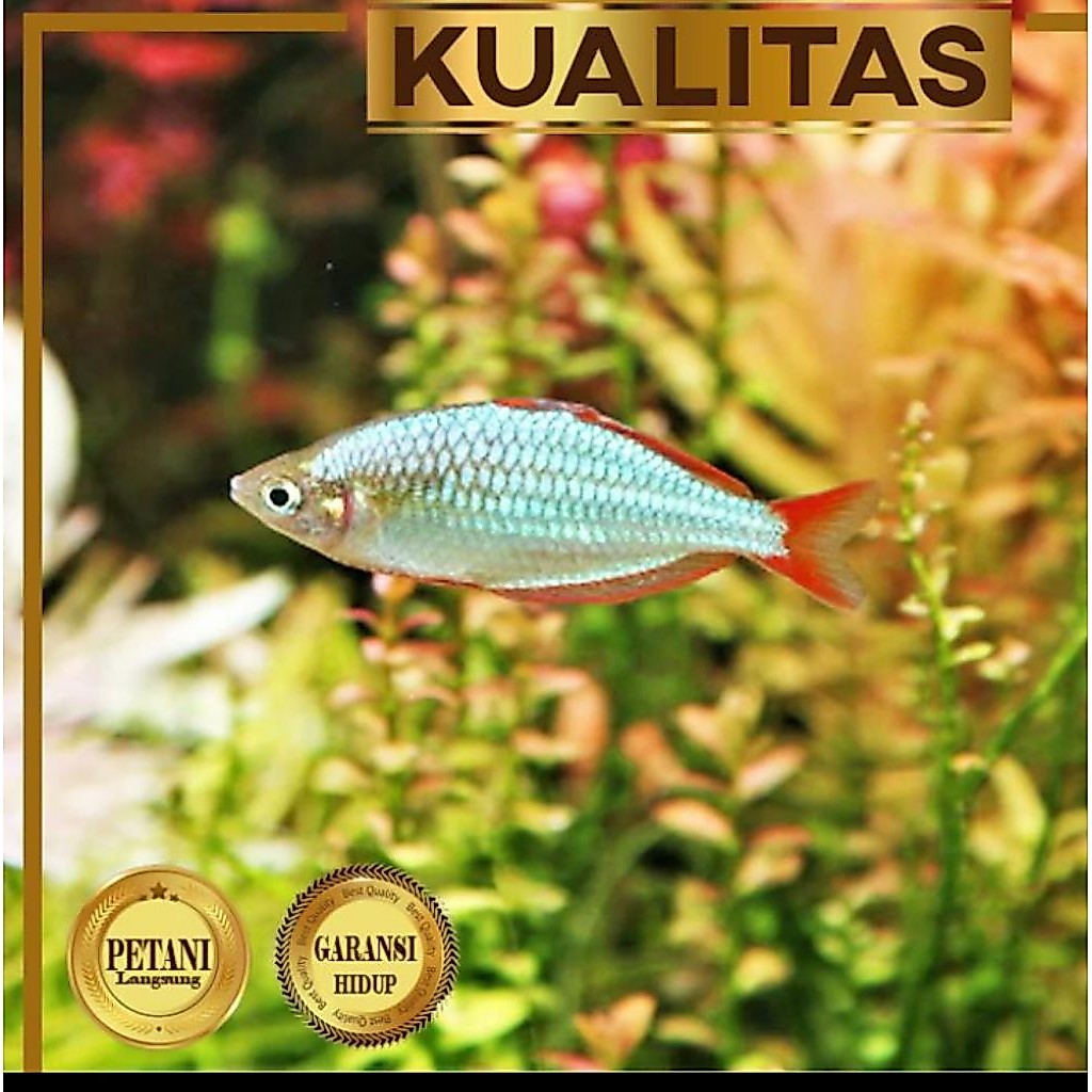 Rainbow Neon Peacock Ikan Hias Aquascape