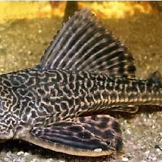 Aksesoris Aquarium Sapu Black Size 15 cm Up Ikan Pemakan Pembersih Lumut Hiasan Aquascape |Ikan Hias