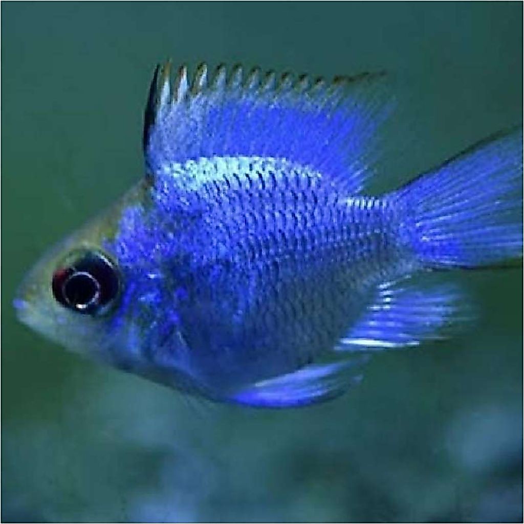 Ikan Blue Electric Slayer Ikan Hias Air Tawar Neon Biru Cerah Sehat Aktif