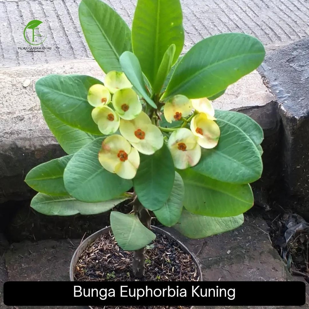 PROMO Tanaman Hias Bunga Euphorbia Kuning - Euphorbia Kuning