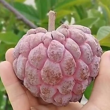 Bibit Buah Nona / Srikaya dari Biji Indukan Manis