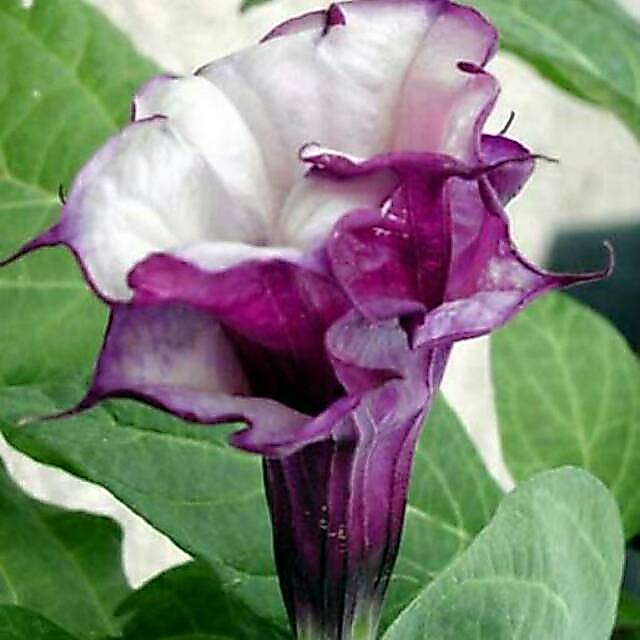 Benih biji bunga kecubung ungu - kecubung wulung - tanaman hias sekaligus tanaman herbal
