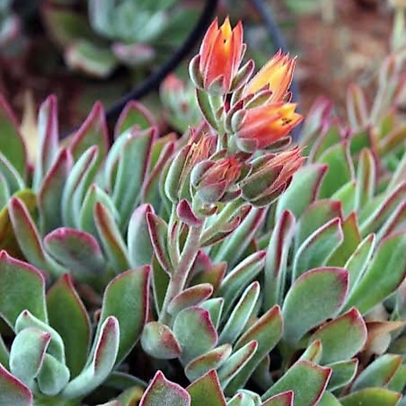 Sukulen Salju Echeveria setosa arrow/ Echeveria pulvinata/Sukulen