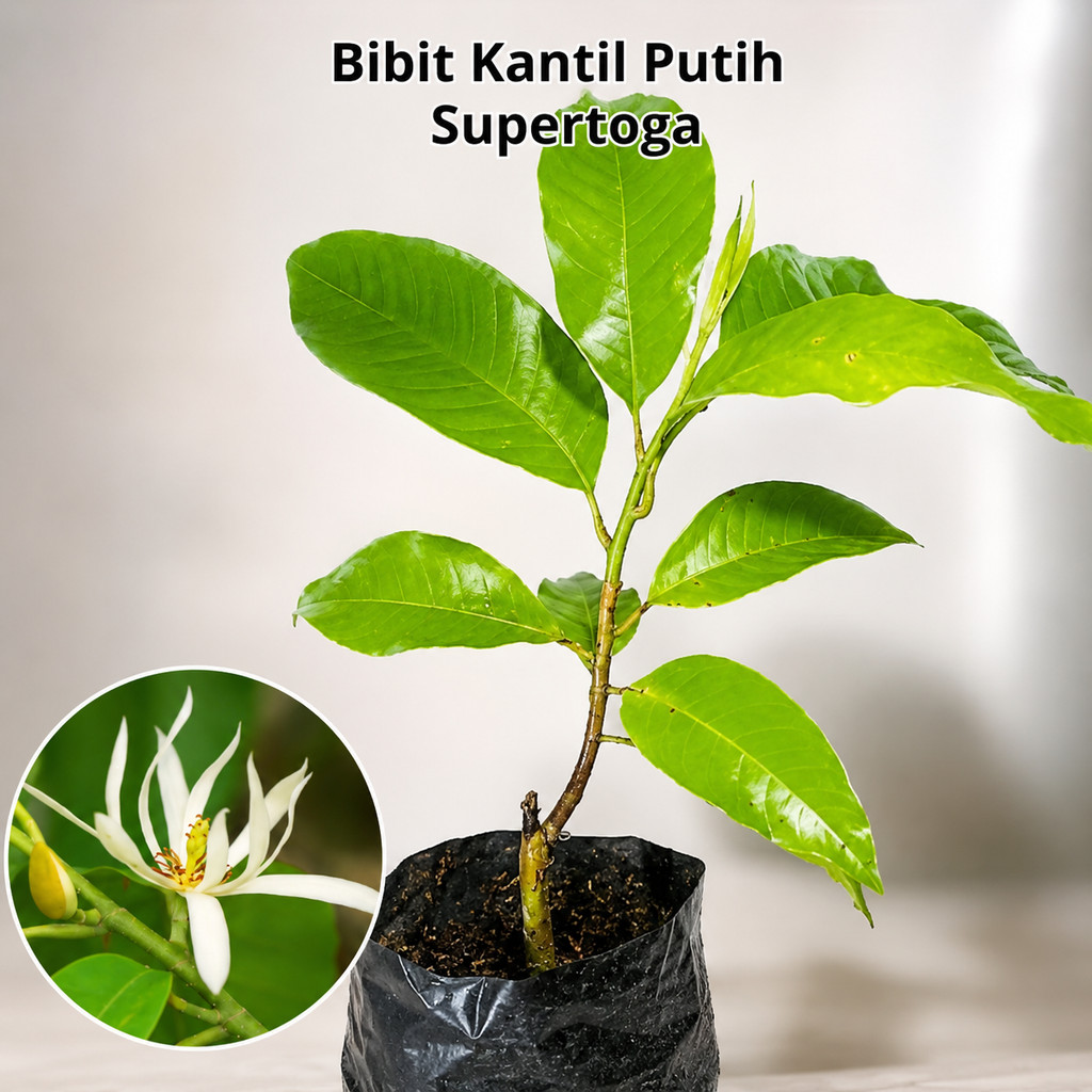 promo bibit kantil putih bunga kantil putih cempaka putih