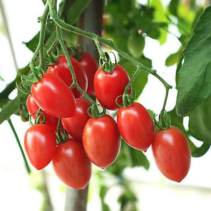 12 Bibit Tomat Cherry Tropical Ruby Benih Benih Tomat Cherry Tropical Ruby Unggul Berkualitas Bibit 