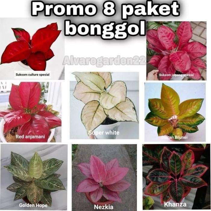 PROMOPAKET 8 BONGGOL AGLONEMA ASLI