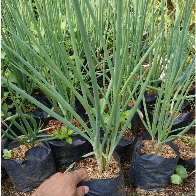 tanaman bawang merah / daun bawang segar