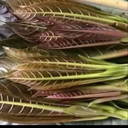 Daun pucuk putat untuk lalapan per ikat