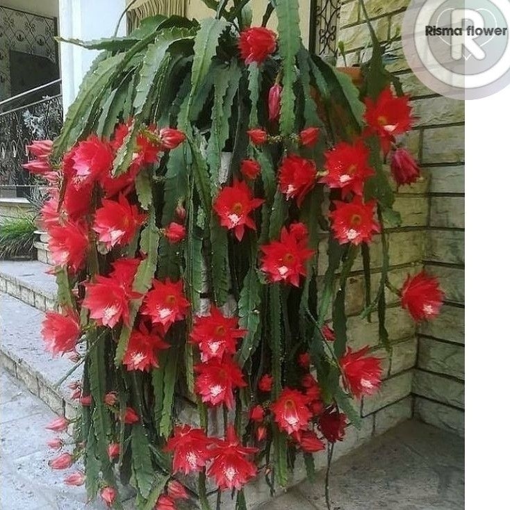 Tanaman hias pohon Wijaya Kusuma Bangkok merah / pohon Wijaya Kusuma besar bunga merah