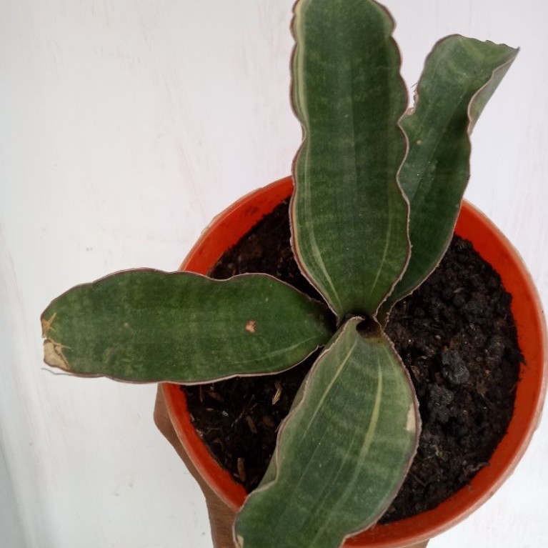 Sansevieria R1181 Varigata
