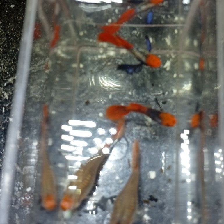 PRTDE Koi