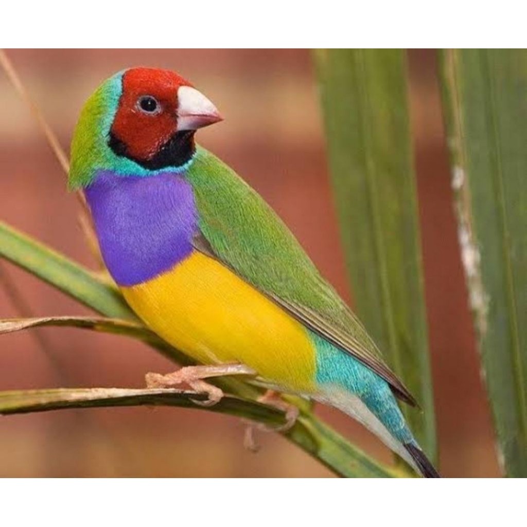 BURUNG GOLD AMADINE PUNGGUNG IJO