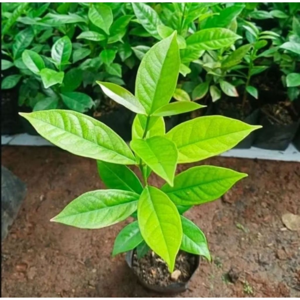 bibit Tanaman daun salam No1