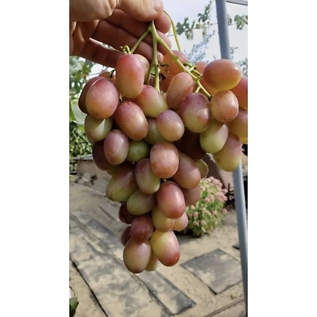 Bibit Anggur Andrey53 rs Import