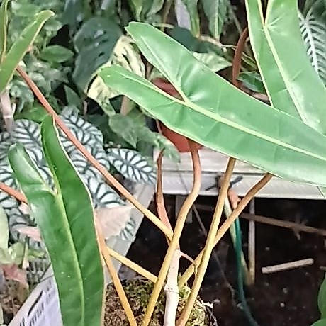 philodendron billitiae