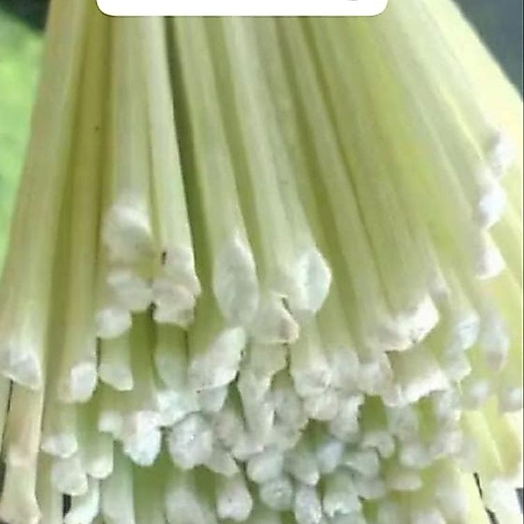 jeruji fiber bening hijau,panjang 60cm, ukuran 1,5mm termurah