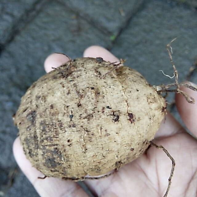 Umbi tanaman bunga dahlia
