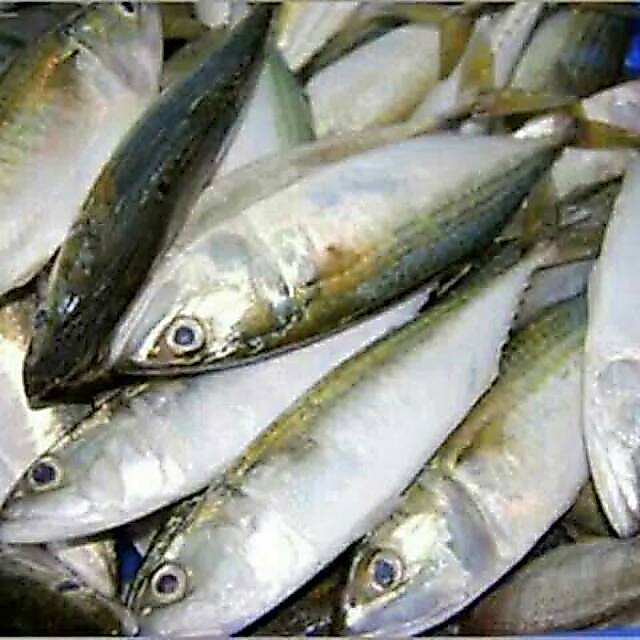 Ikan kembung segar/ produk pasar induk/ pasar murah Bandung