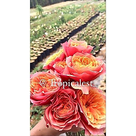 MAWAR KENSINGTON GARDEN (IMPORT)