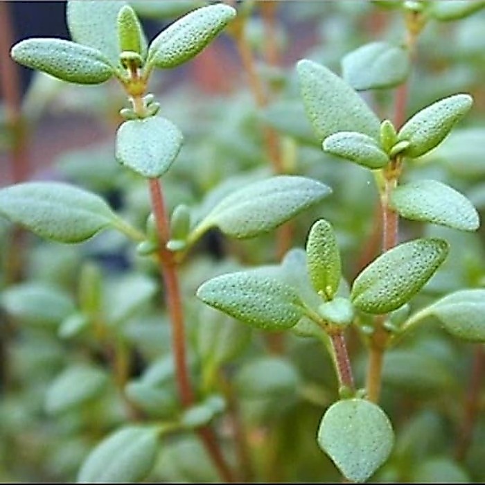 Bibit Tanaman Thyme