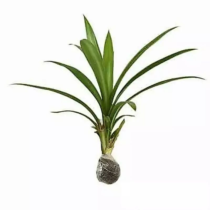 tanaman pandan wangi / tanaman daun pandan wangi / pohon pandan wangi / daun pandan wangi