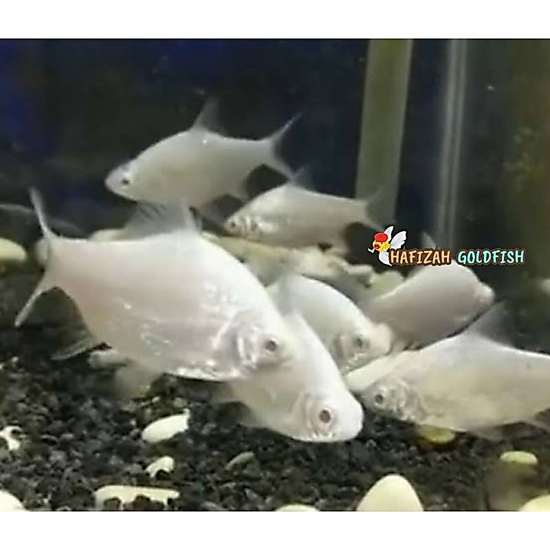 Hiasan aquarium kaviat platinum mata merah slayer 8-11 cm hijau bangkok albino GARANSI DOA tankmate