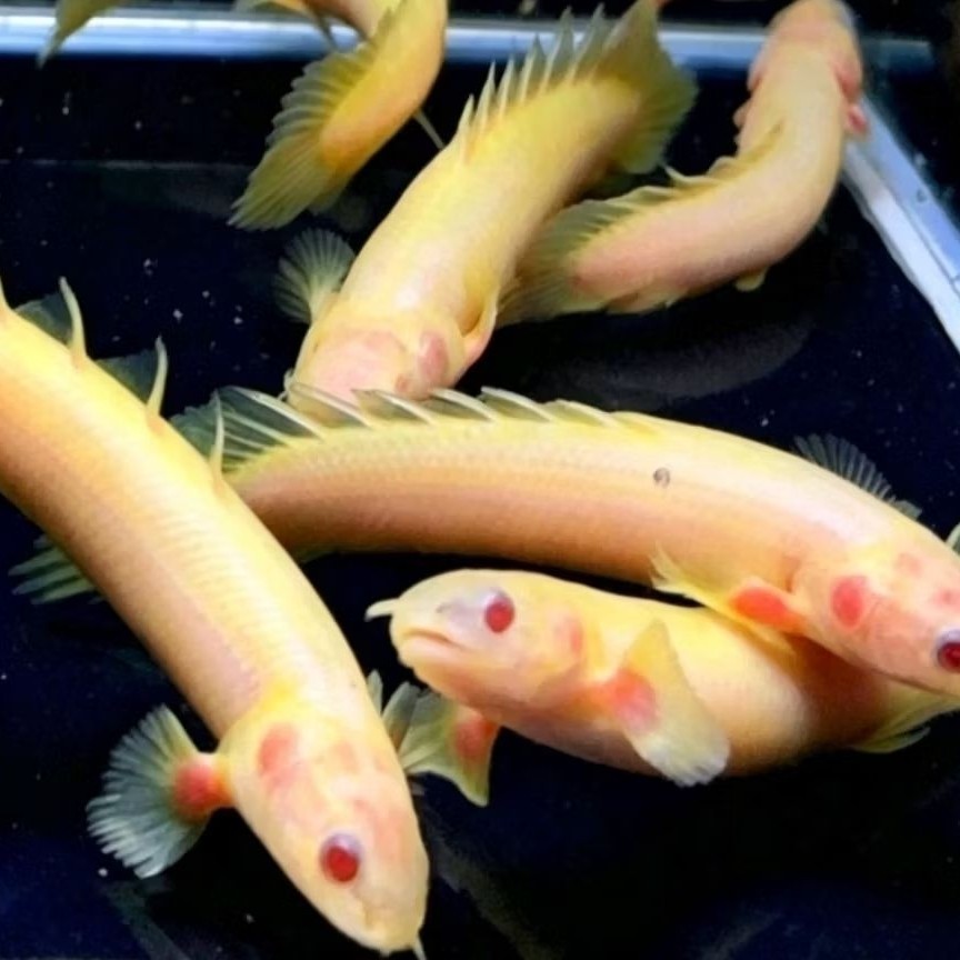 ikan hias predator ( ISI 3 )palmas albino size 7-9cm